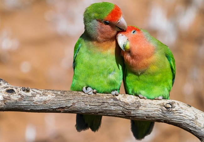 Love Birds - Biểu tượng Valentine