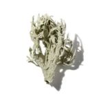 Mùi hương đất (Earthy)