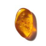 Mùi hương hổ phách (Amber)