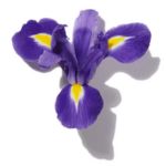 Mùi hương hoa diên vĩ (Iris)