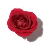 Mùi hương hoa hồng (Rose)