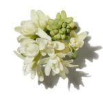 Mùi hương hoa huệ tây (Tuberose)