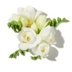 Mùi hương hoa trắng (White Floral)