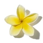 Mùi hương hoa vàng (Yellow Floral)