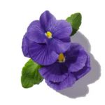 Mùi hương hoa Violet