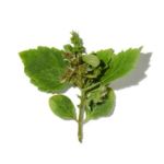 Mùi hương hoắc hương (Patchouli)