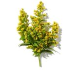 Mùi hương phấn thơm (Powdery)