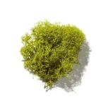 Mùi hương rêu (Mossy)