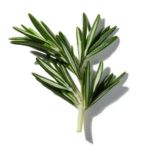 Mùi hương thảo mộc (Aromatic)