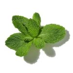 Mùi hương tươi mát (Fresh)