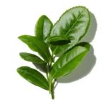 Mùi hương tươi xanh (Green)