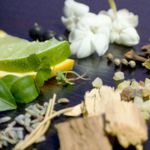 Nhóm hương cam, chanh ngọt ngào (Citrus Gourmand)