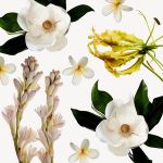 Nhóm hương Chypre