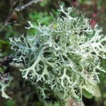 Nhóm hương gỗ Chypre