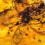 Nhóm hương hổ phách hoa cỏ (Amber Floral)