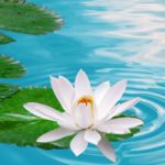 Nhóm hương hoa cỏ tươi mát (Floral Aquatic)