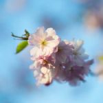 Nhóm hương hoa tươi mát (Fresh Florals)