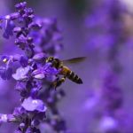 Nhóm hương thảo mộc phương Đông (Oriental Fougere)