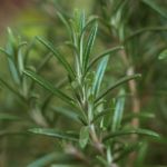 Nhóm hương thơm ngát (Aromatic)