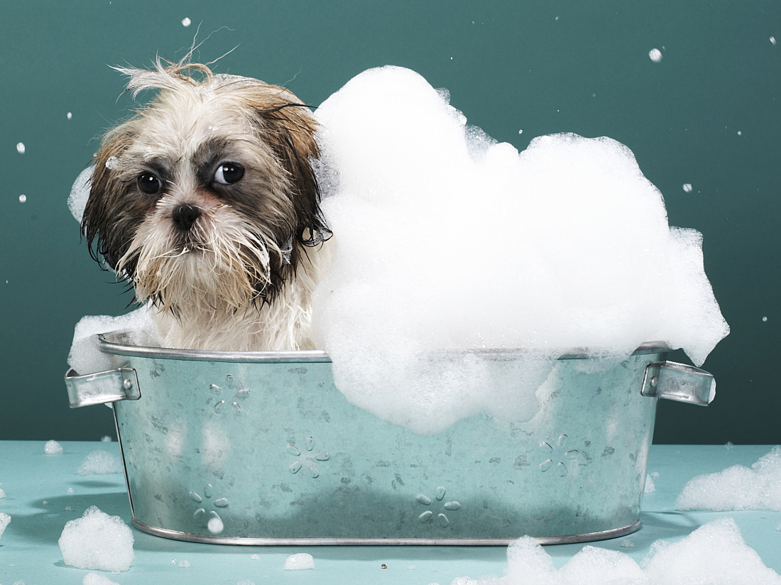 Voucher dịch vụ tắm, vệ sinh cho chó mèo lông ngắn 7 đến 10kg 1