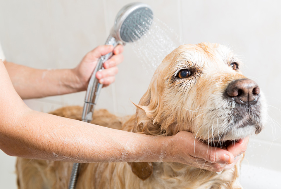 Voucher tắm, vệ sinh trọn gói chó mèo lông ngắn 20 đến 25kg 2