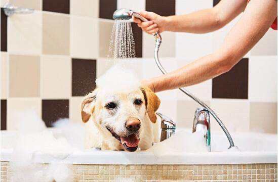 Voucher dịch vụ tắm cho chó từ 3 – 10kg chuyên nghiệp 1