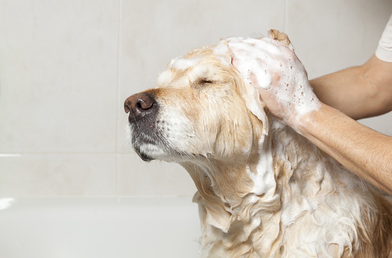 Voucher dịch vụ tắm cho chó từ 21 đến 30kg chuyên nghiệp 1