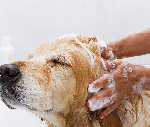 Voucher dịch vụ tắm cắt cho chó từ 11 đến 20kg 1