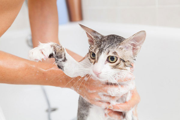 Voucher dịch vụ tắm cho mèo dưới 2kg chuyên nghiệp 2